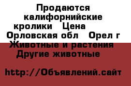 Продаются калифорнийские кролики › Цена ­ 350 - Орловская обл., Орел г. Животные и растения » Другие животные   